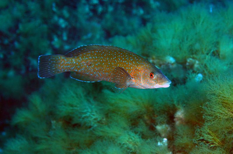 Labrus merula
